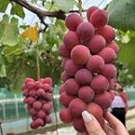 Análisis comparativo de los mejores vinos elaborados con uva albillo